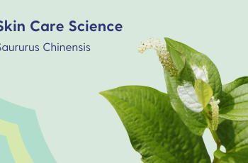 Exploring the Skincare Benefits of Saururus Chinensis (Chinese Lizard’s Tail)