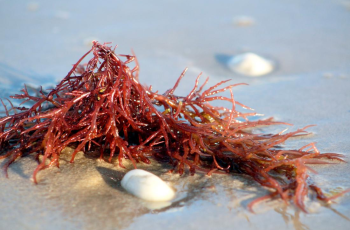 What Is Carrageenan in Skin Care? Uses, Benefits & Side Effects