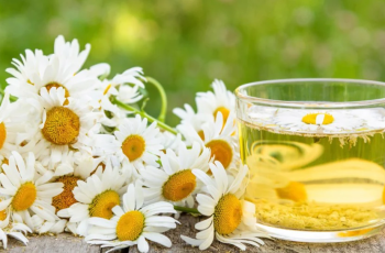 Chamomile Extract: A Natural Skin Care Solution for Healthier Skin Chamomile Extract: A Natural Skin Care Solution for Healthier Skin