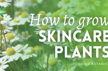 Why Chamomile Is a Natural Skincare Powerhouse for Every Skin Type