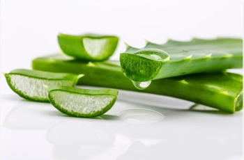 Aloe Vera in Skincare: Nature’s Soothing and Healing Ingredient Aloe Vera in Skincare: Nature’s Soothing and Healing Ingredient